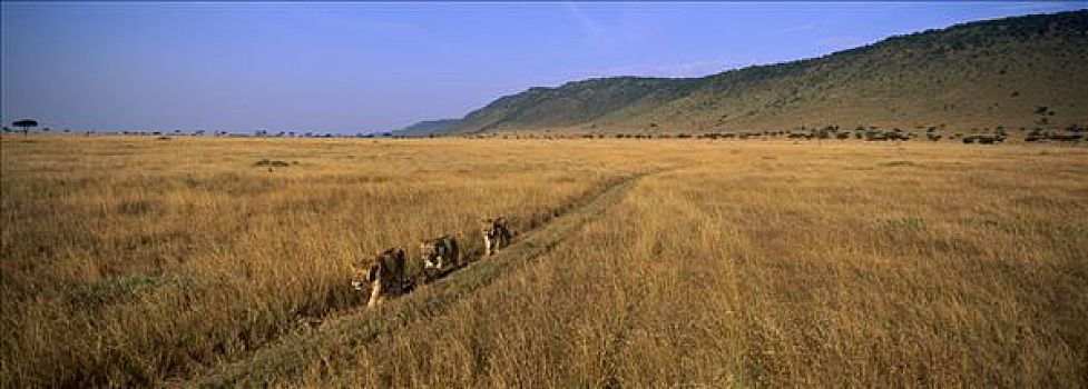 非洲狮,狮子,走,草地,悬崖,背景,马赛马拉国家保护区,肯尼亚