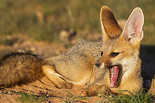 角狐,狐属,洞穴,哈欠,卡拉哈里沙漠,卡拉哈迪大羚羊国家公园,南非,非洲