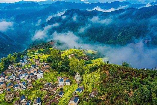 油菜花,古村落