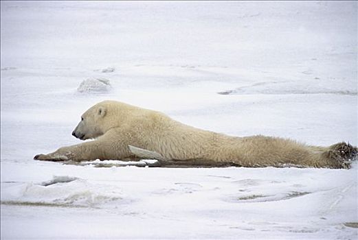 北极熊,成年,女性,拉拽,后腿,重量,苗条,冰,丘吉尔市,加拿大