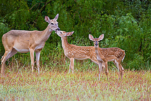 白尾鹿,年轻,德克萨斯,美国
