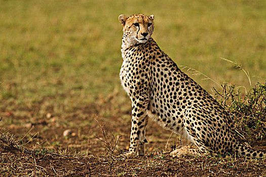 印度豹,向外看,猎豹,马赛马拉,野生动植物保护区,肯尼亚