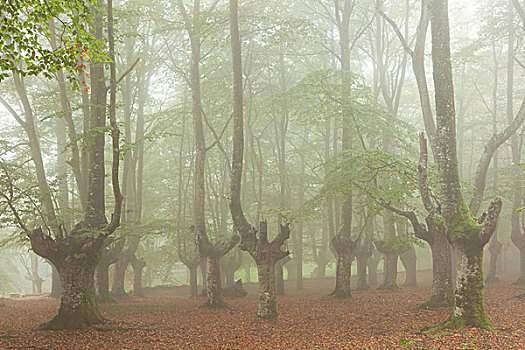 秃树,雾状,树林