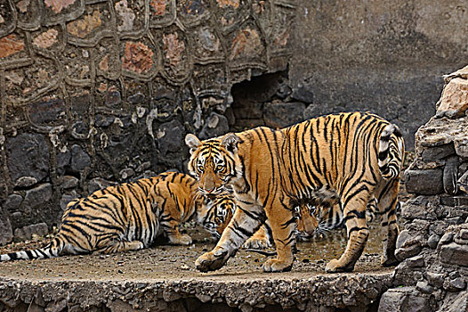 孟加拉,印度虎,虎,幼兽,靠近,坝,拉贾斯坦邦,国家公园,印度,亚洲