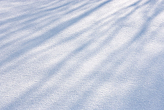 影子,树,雪地