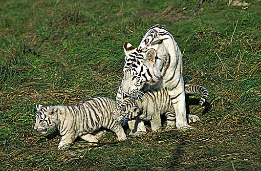 白色,虎,女性,幼兽,站立,草