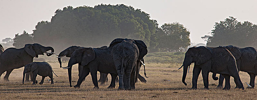 非洲大象049