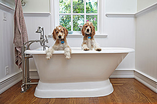 小狗,室内,浴缸