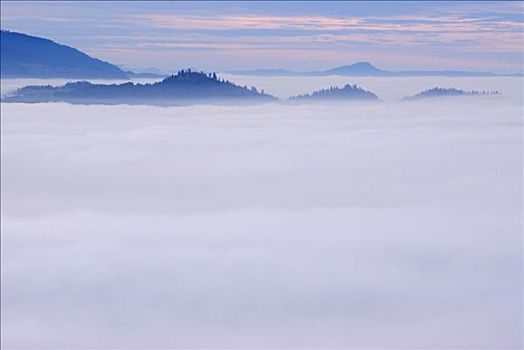 树林,遮盖,雾,山岗,视点,俄勒冈,美国
