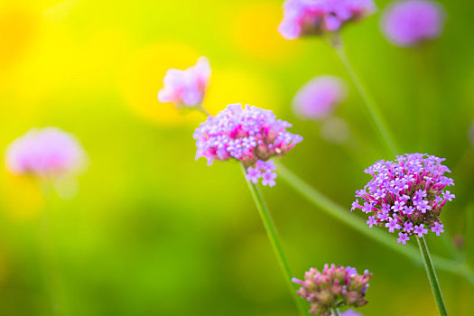 背景,图像,彩色,花