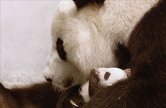 大熊猫,白天,老,幼兽,中国,研究中心,卧龙自然保护区
