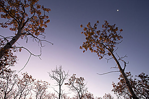 树,枝条,晨空,月亮,剪影,蒙大拿,美国