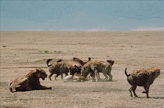 非洲狮,狮子,看,斑鬣狗,群,杀,塞伦盖蒂国家公园,坦桑尼亚