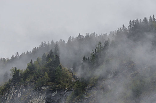 雾,山,树