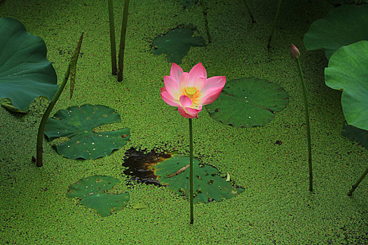池塘中的粉红色荷花特写镜头