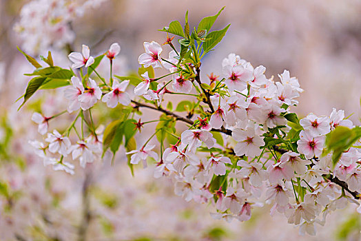 东京樱花