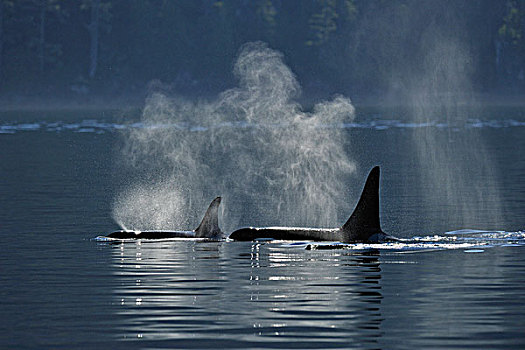 逆戟鲸,进食,领土,约翰斯顿海峡,温哥华岛,不列颠哥伦比亚省,加拿大