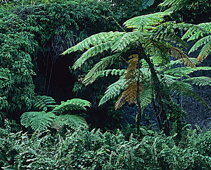 巨大,蕨类,卡贝特,热带雨林,苏佛里耶,火山,瓜德罗普,法国,西印度群岛