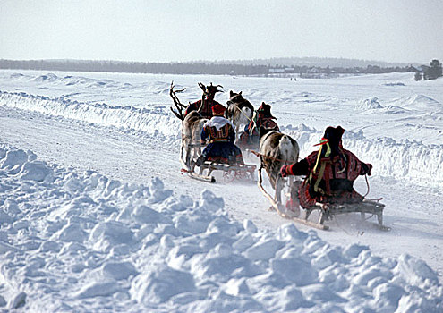 芬兰,雪撬,驯鹿,小路,后视图