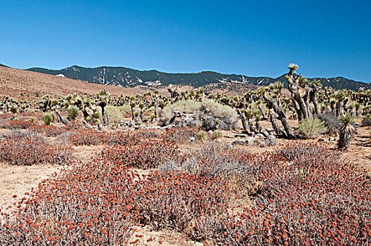 风景,莫哈维沙漠,加利福尼亚,美国