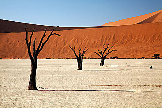 枯木,思考,沙丘,死亡谷,靠近,索苏维来地区,纳米比诺克陆夫国家公园,纳米比亚,非洲