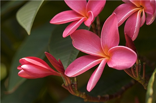 粉色,鸡蛋花,花,树,考艾岛,夏威夷