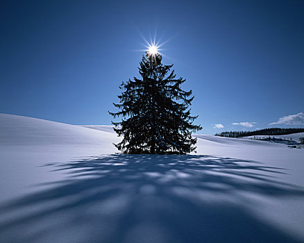 雪原,树,太阳