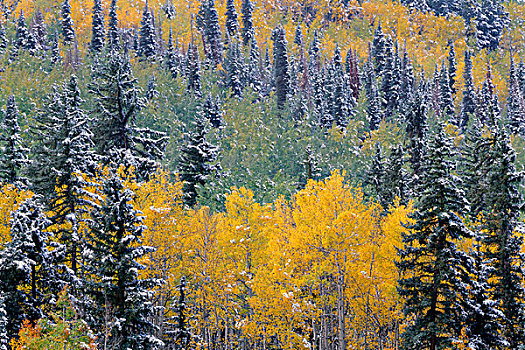 美国,科罗拉多,安肯帕格里国家森林,下雪,秋天,彩色,白杨,云杉,大幅,尺寸