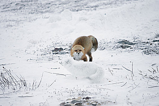 红狐,狐属,北极狐,竞争,俯视,食物,丘吉尔市,曼尼托巴,加拿大