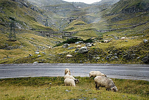 绵羊,正面,道路