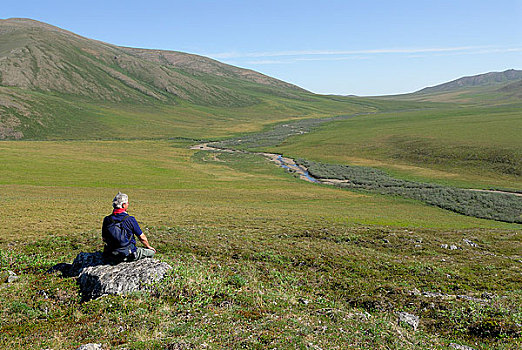 老头,远足者,休息,享受,景色,苔原,北美驯鹿,北极,阿拉斯加,夏天