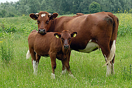 家牛,女性,荷兰