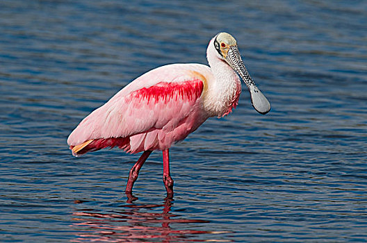 粉红琵鹭,梅里特岛,国家野生动植物保护区,佛罗里达