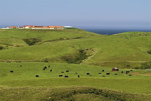 毛豆,山