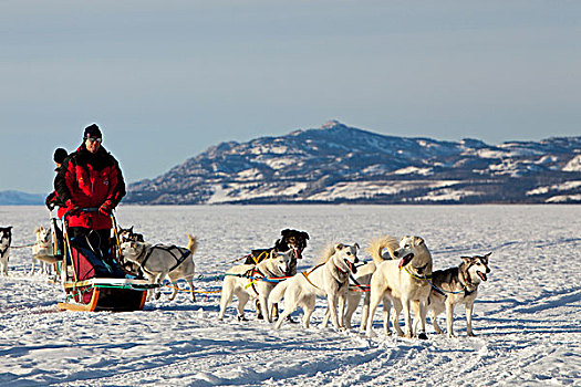 狗,雪撬,团队,雪橇狗,白色,领着,阿拉斯加,爱斯基摩犬,冰冻,育空地区,加拿大