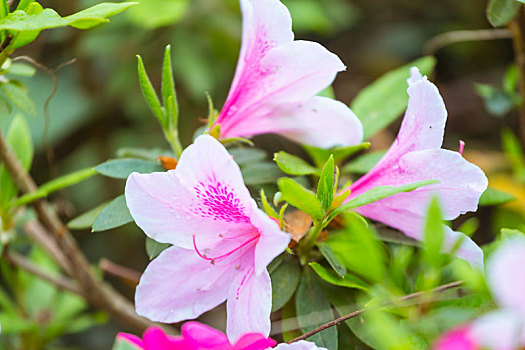 杜鹃花