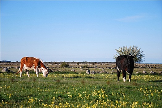 放牧,牛,春天