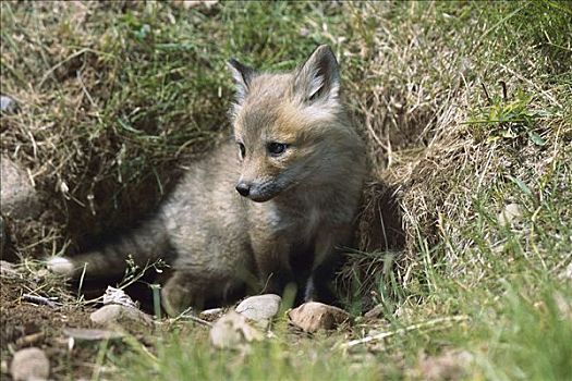 红狐,狐属,幼仔,出现,窝,入口,北美