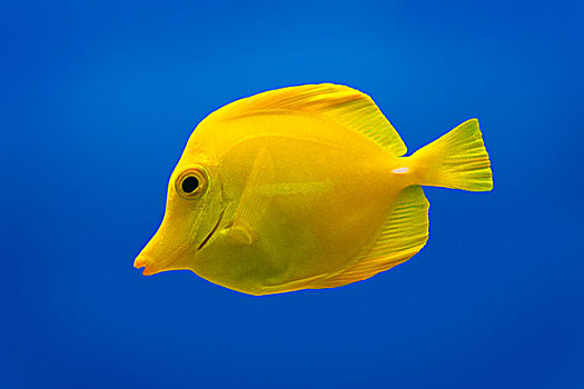 黄色,鱼