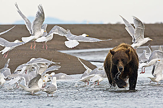 美国,阿拉斯加,沿岸,棕熊,围绕,海鸥,银鲑,溪流,湖,国家公园