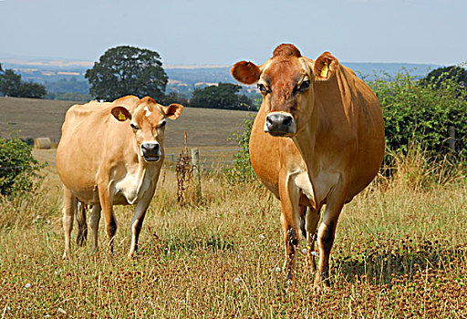 生活,牛,泽西牛,两个,站立,地点,西米德兰兹郡,英格兰,英国,欧洲