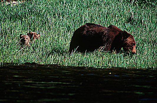 母兽,棕熊,幼兽,住宿,不列颠哥伦比亚省,加拿大
