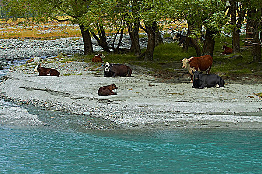 母牛,河,山谷,靠近,瓦纳卡,奥塔哥,南岛,新西兰