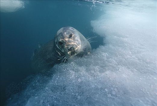 髯海豹,水下,挪威