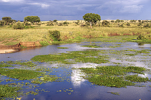 水坑,山谷,国家公园,乌干达