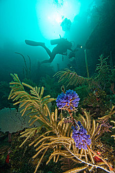 潜水,紫色,涂绘,被囊动物,海湾群岛,洪都拉斯,中美洲