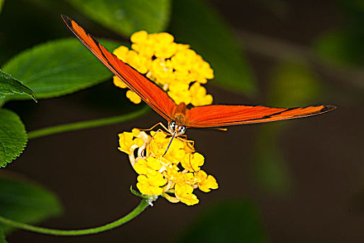 成年,花蜜,黄花