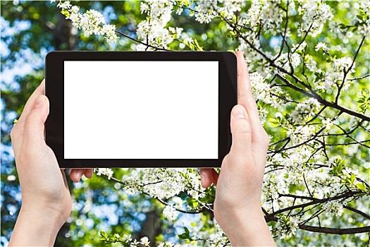 平板电脑,白色,花,树,春天