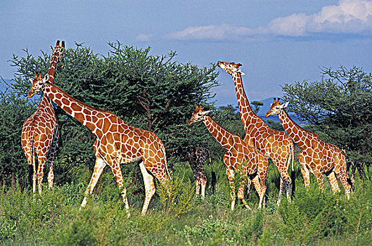 网纹长颈鹿,长颈鹿,群,吃,刺槐,公园,肯尼亚