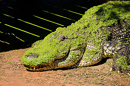 澳大利亚,鳄鱼,公园,大,美国短吻鳄,遮盖,绿色,浮萍